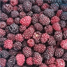 Frozen Blackberry Wild